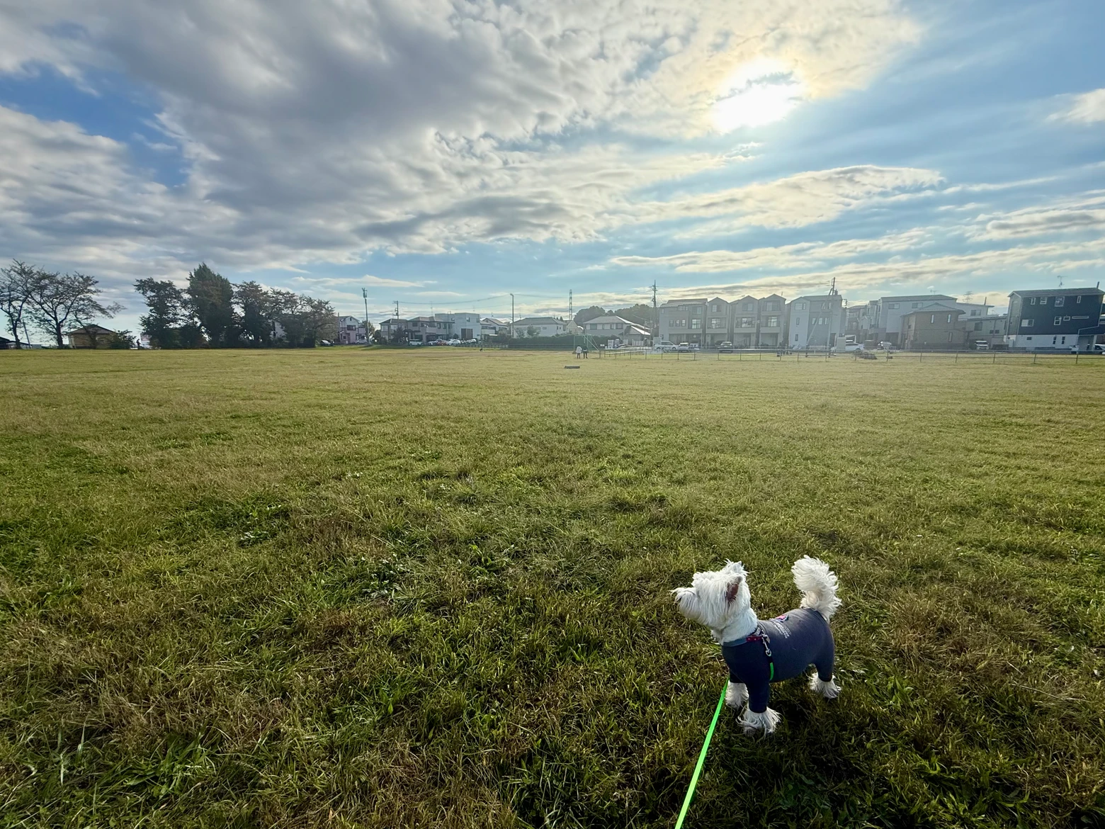眼前に広がるグラウンドを散歩する愛犬
